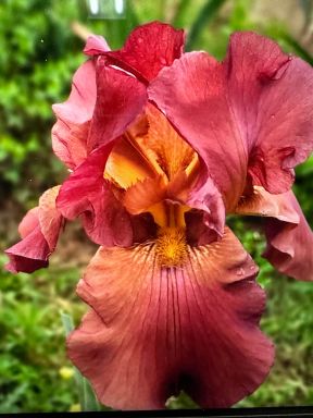 3 My Friend Johnathan Bearded Reblooming Iris - Iris Germanica Bareroot